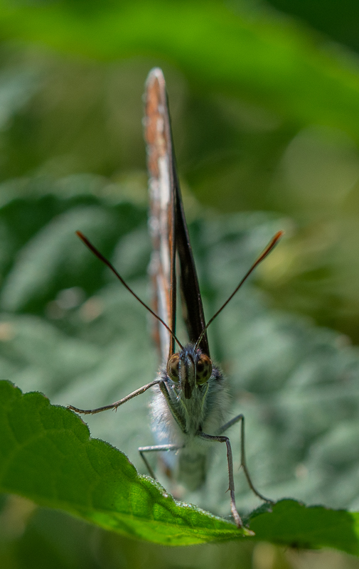 Papillon,  Sylvain azuré.jpg