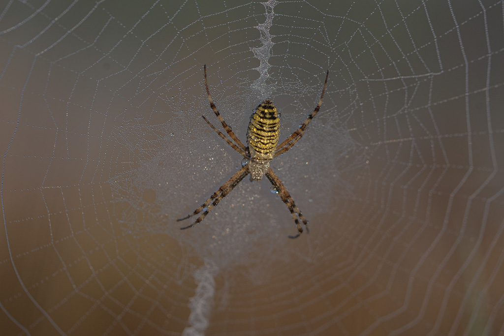 Araignée; Argiope fasciée..jpg