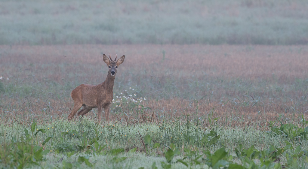 Chevreuil dans la brume -5-.jpg