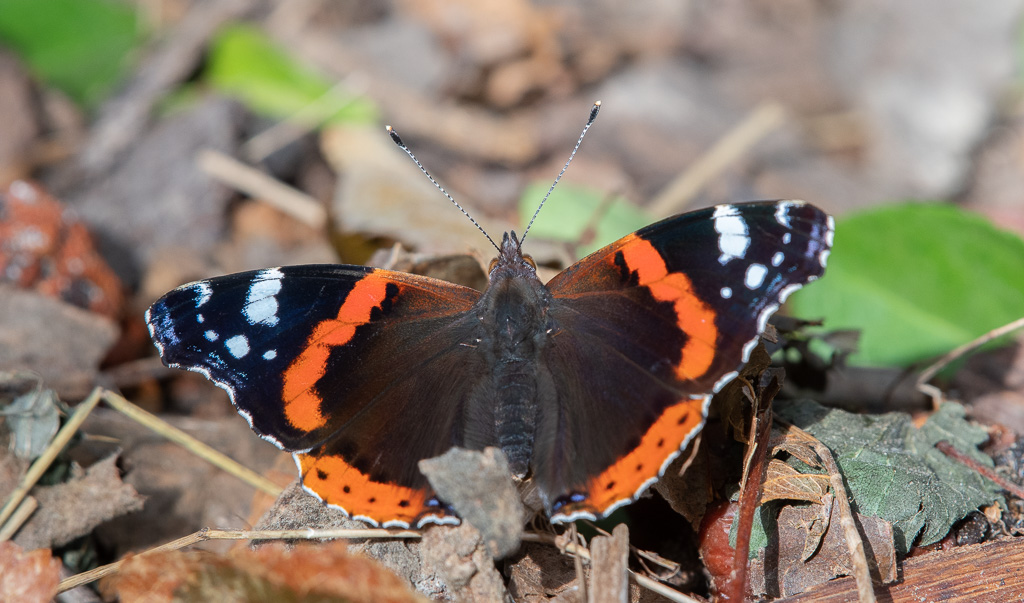 Papillon, Le Vulcain.jpg