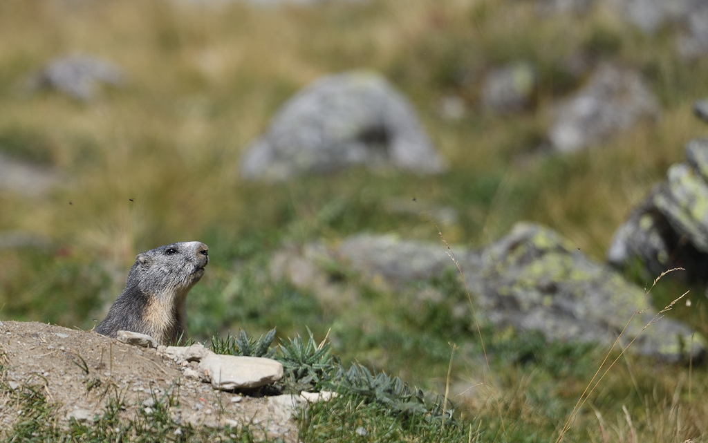 DS5_0535.jpg