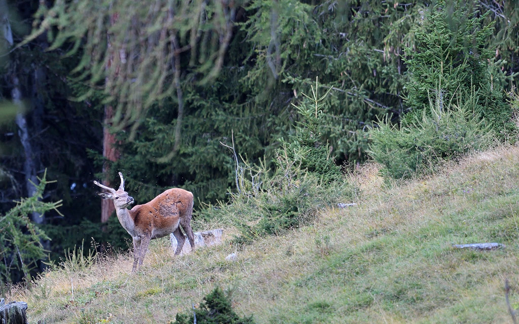 DS5_0541.jpg