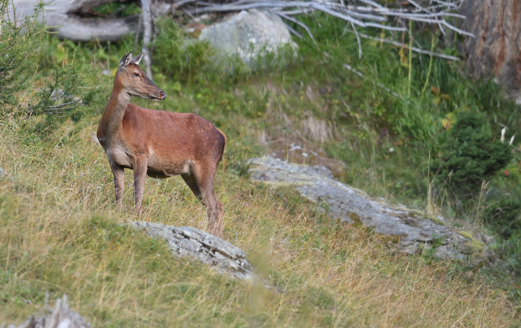 DS5_0546.jpg