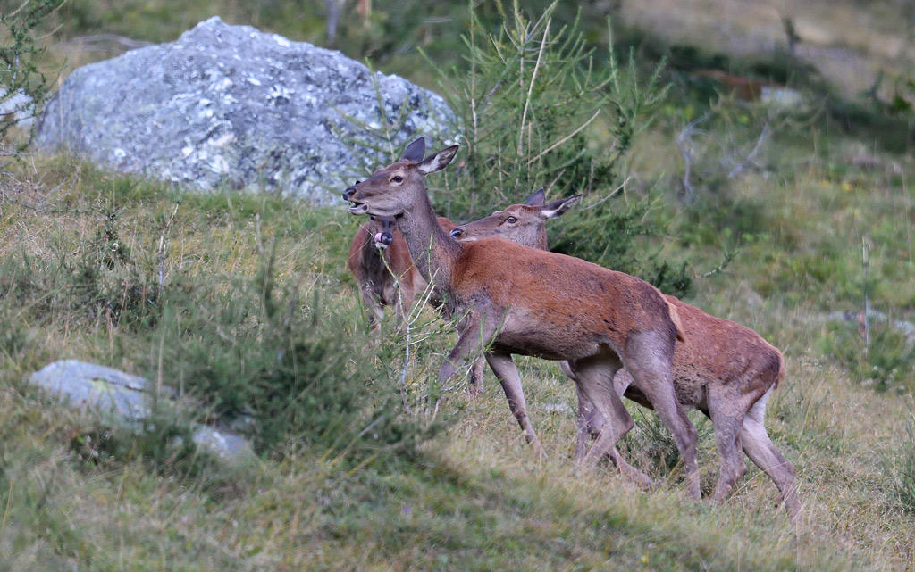 DS5_0550.jpg