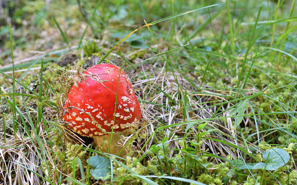 DSC_9034.jpg