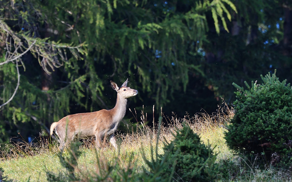 DSC_9068.jpg