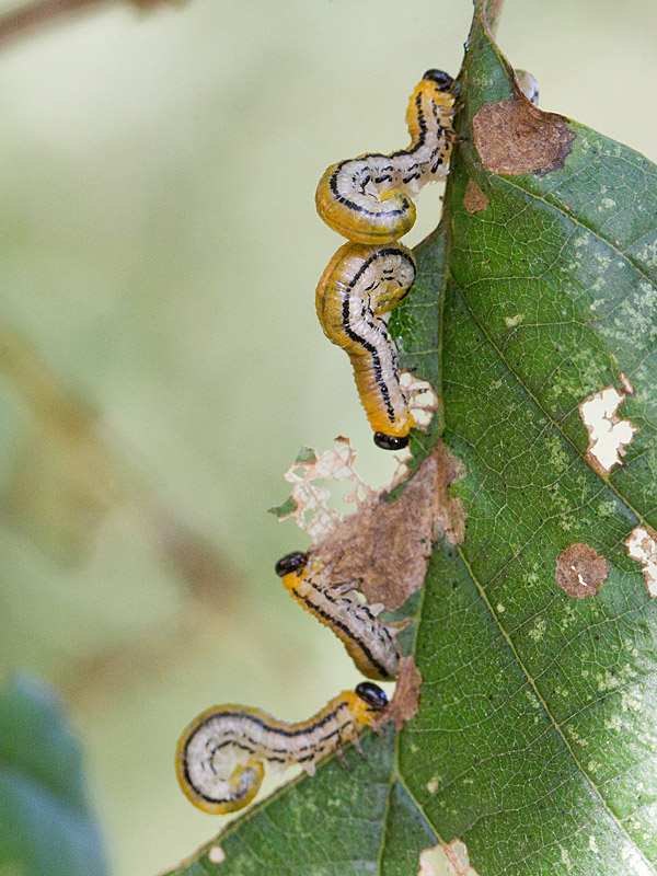 Hemichroa crocea - larve 3.jpg