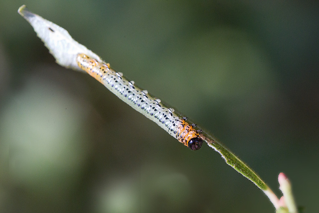 Pteronidea salicis  - larve 1.jpg