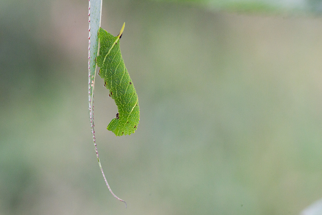 Le Sphinx du peuplier - Laeothoe populi  chenille.jpg