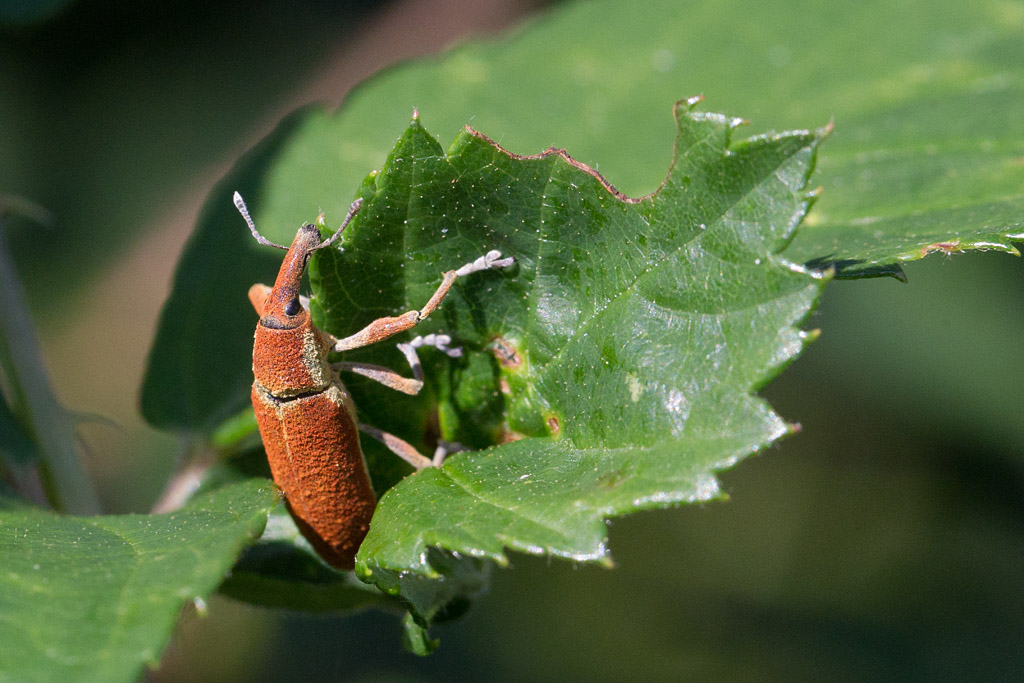 Lixus pulverulentus 3.jpg