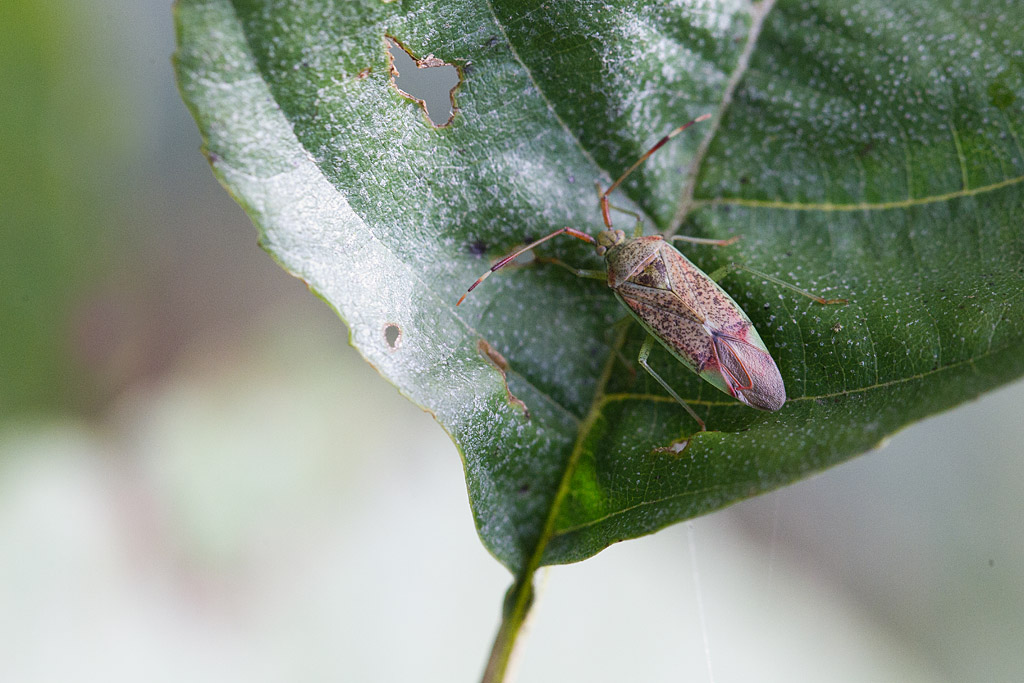 Pantilius tunicatus 2.jpg