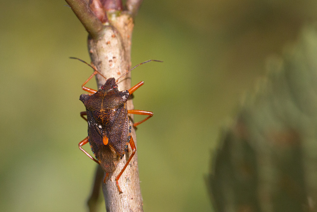 Pentatoma rufipes 2.jpg
