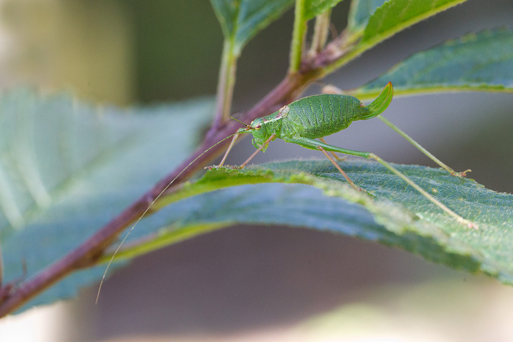 Leptophyes punctatissima - leptophye ponctuée.jpg