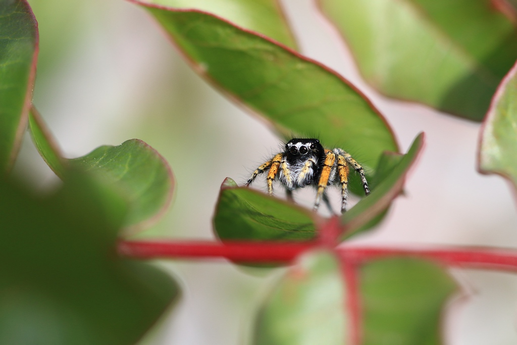 737A7791.JPG  philaeus chrysops.JPG