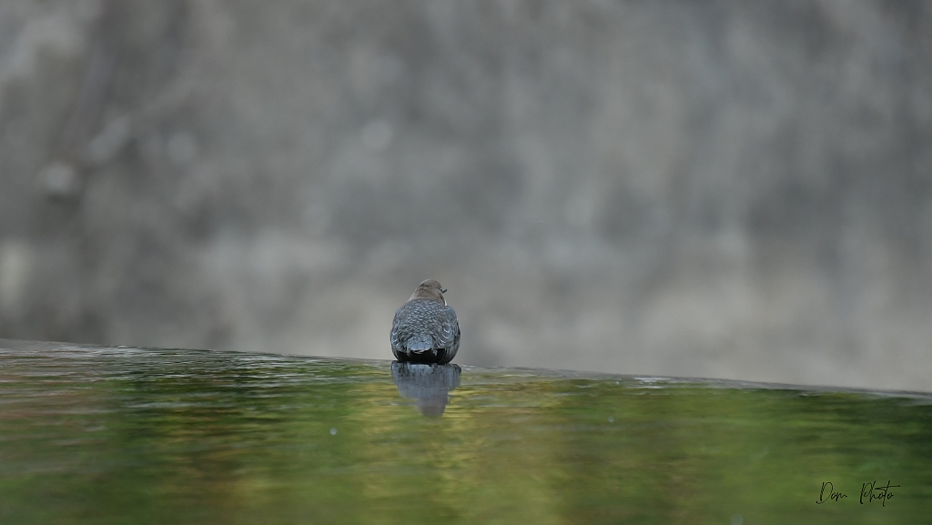 DSC_3832-002.JPG