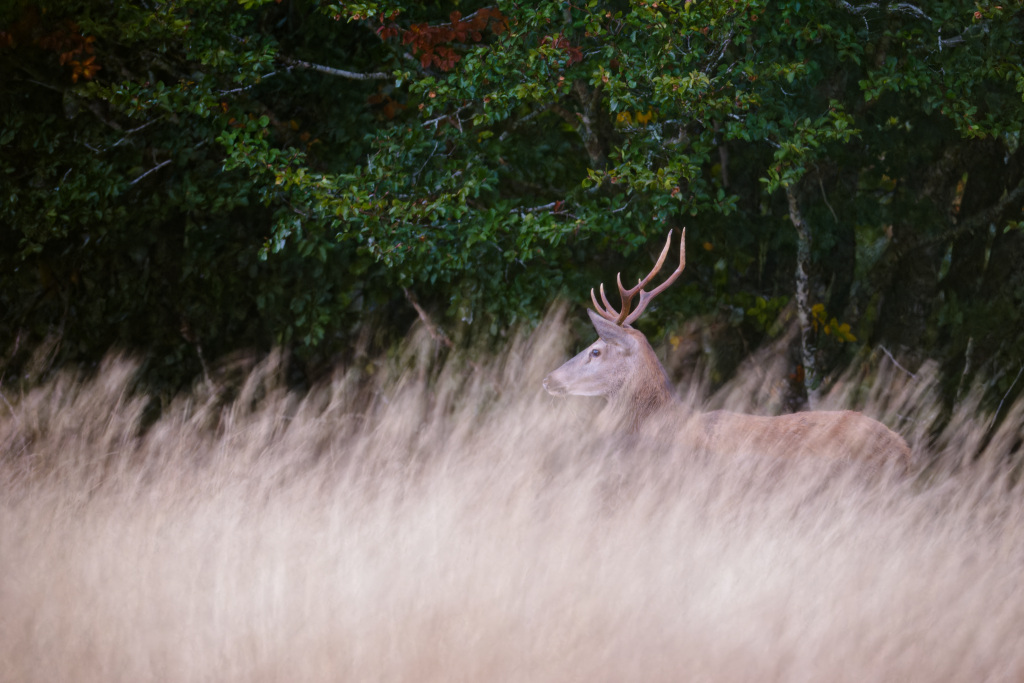 DSC_3126_DxO.jpg