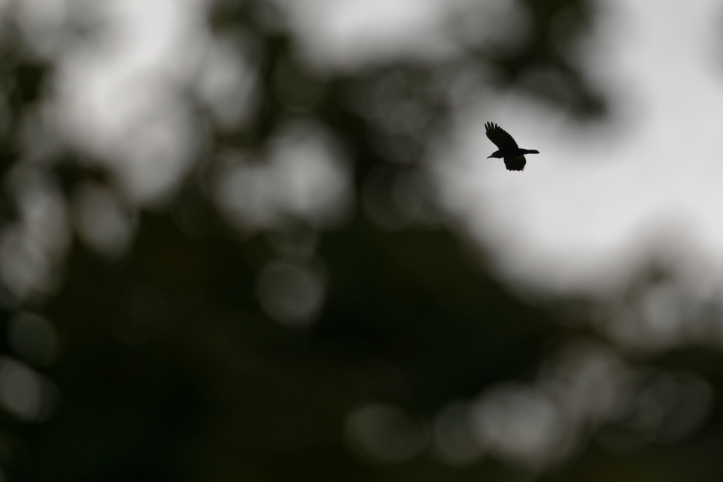 DSC_2077_DxO.jpg