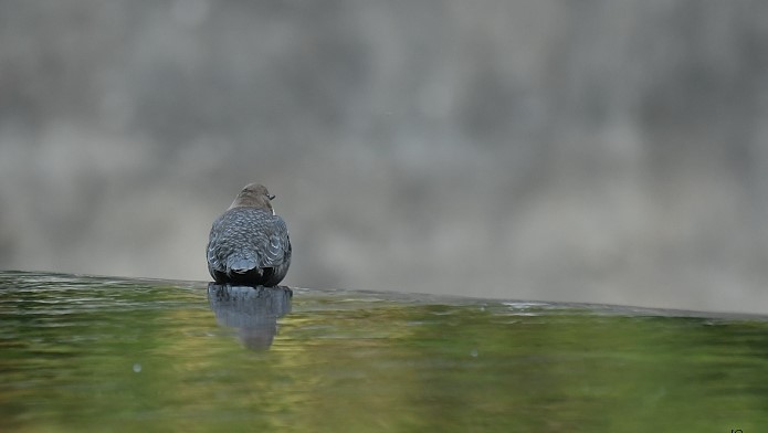 DSC_3832-002.JPG