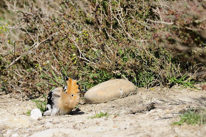 _0ET0231-2009-03-19-141-FaivreThevenet-huppe-fasciee-700-72dpi.jpg