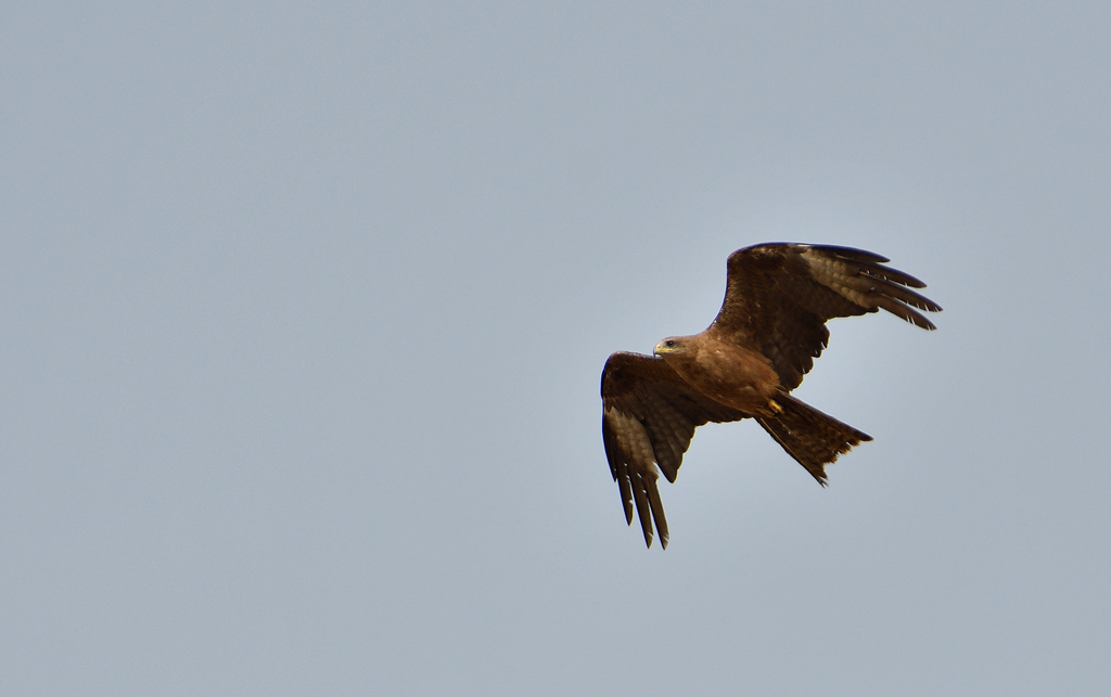 +DSC_7962.jpg