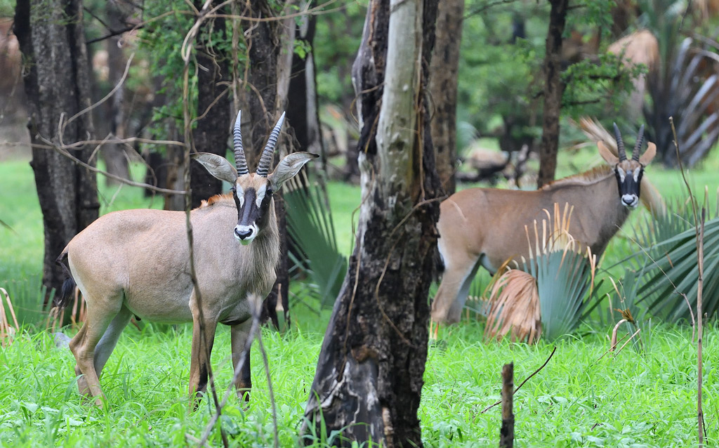 DS5_9383.jpg