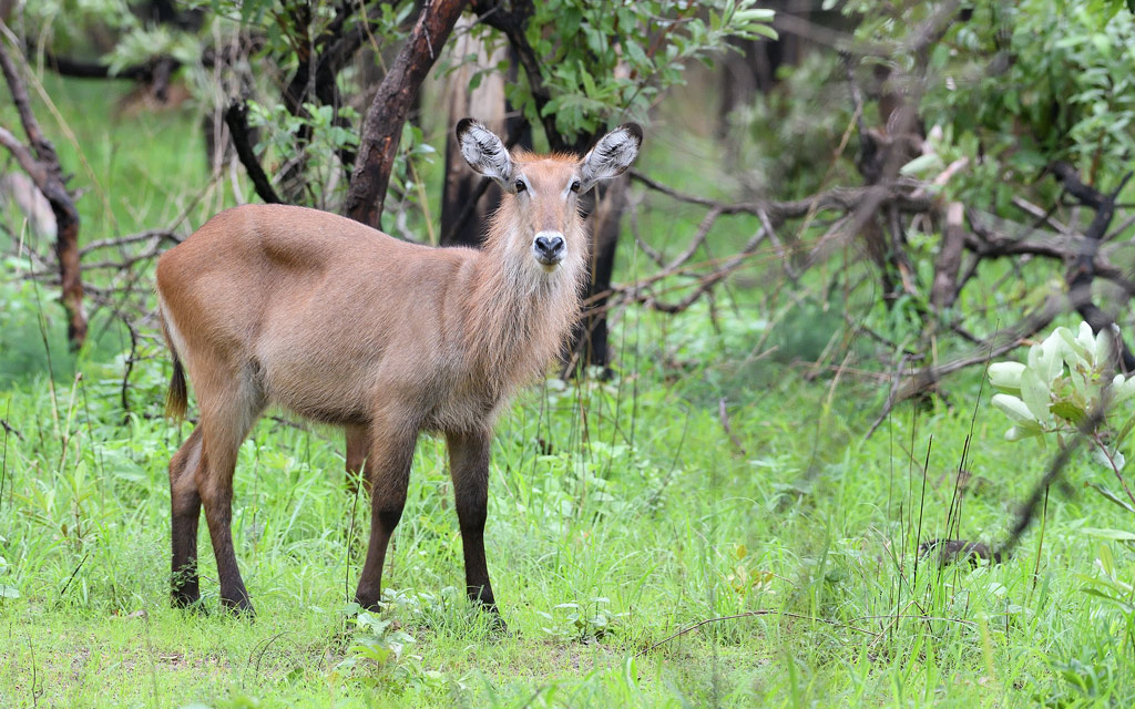 DS5_9414.jpg