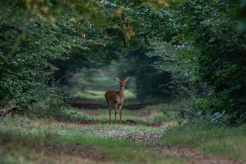 Biche Bleau bis -8-.jpg