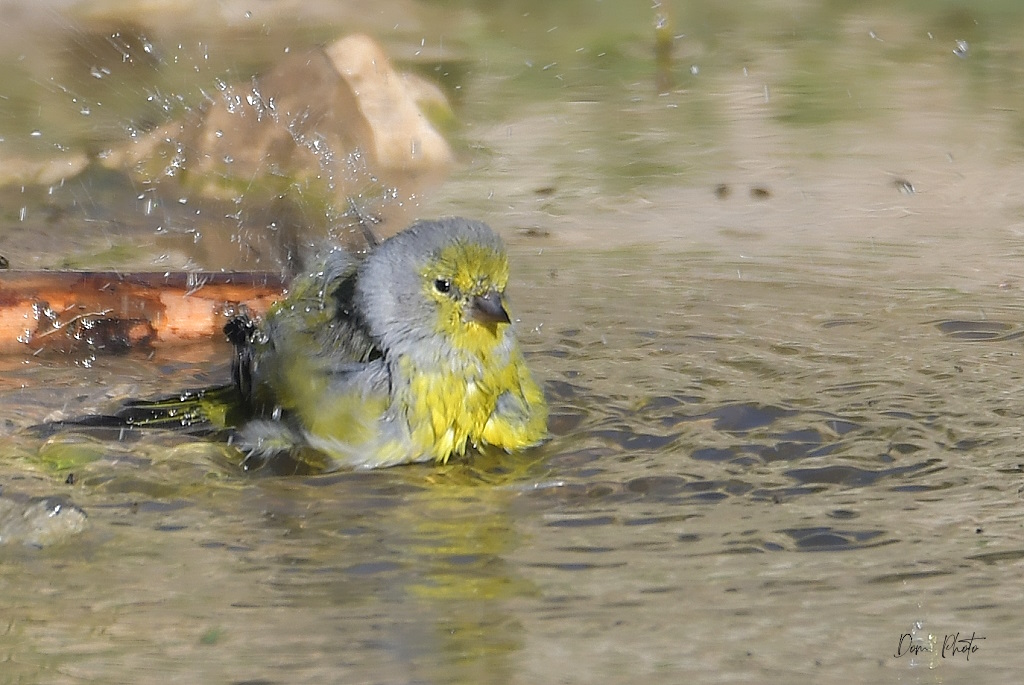 DSC_9028IN.jpg