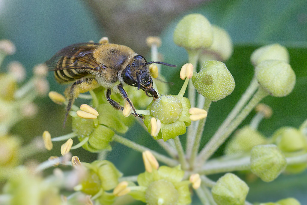 collète du lierre - Colletes hederae.jpg