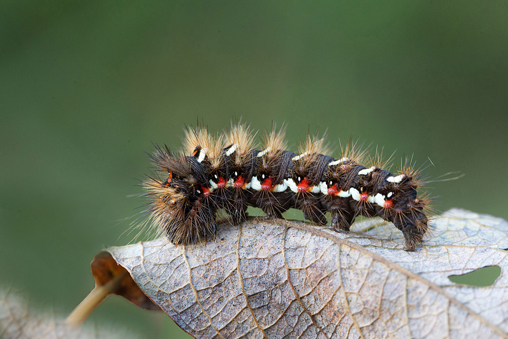 Acronicta rumicis  = Viminia rumicis - La Noctuelle de la Patience.jpg