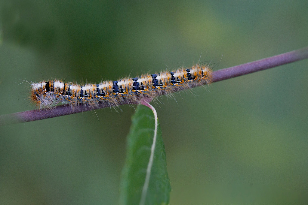 La Minime à bandes jaunes ou Le Bombyx du chêne - Lasiocampa quercus  chenille.jpg