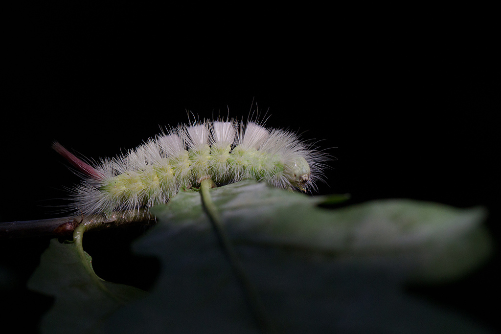 La Pudibonde  - Calliteara pudibunda chenille.jpg