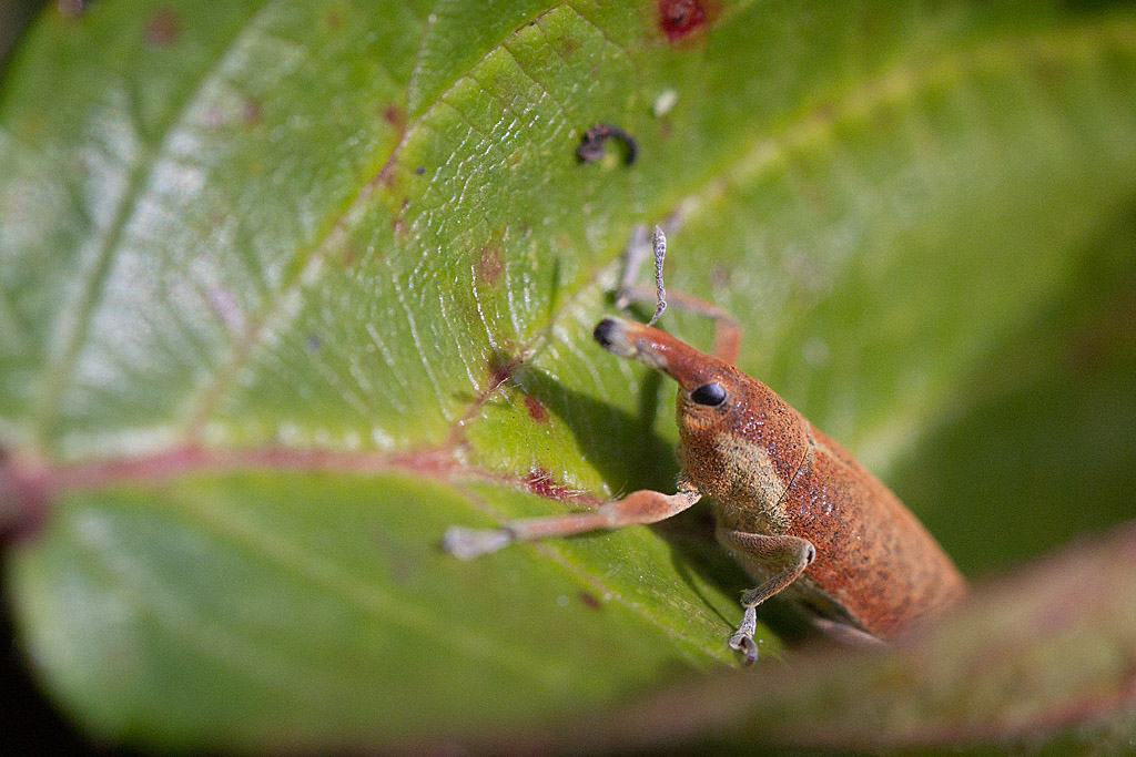 Lixus pulverulentus - lxe poudreux.jpg