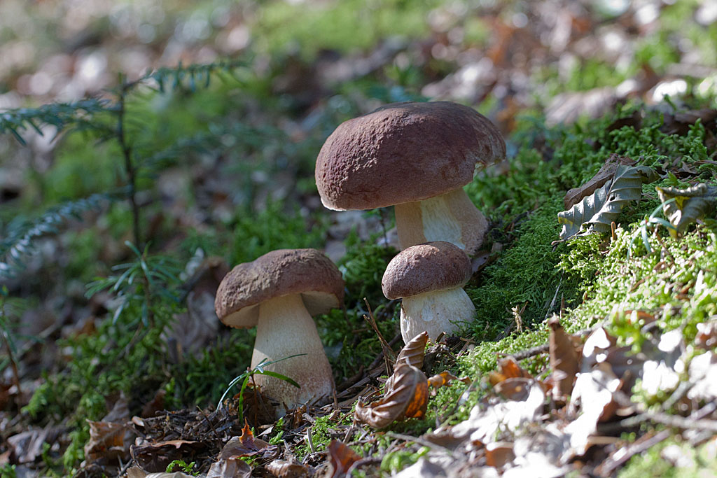 Boletus pinophilus - cépe des pins.jpg