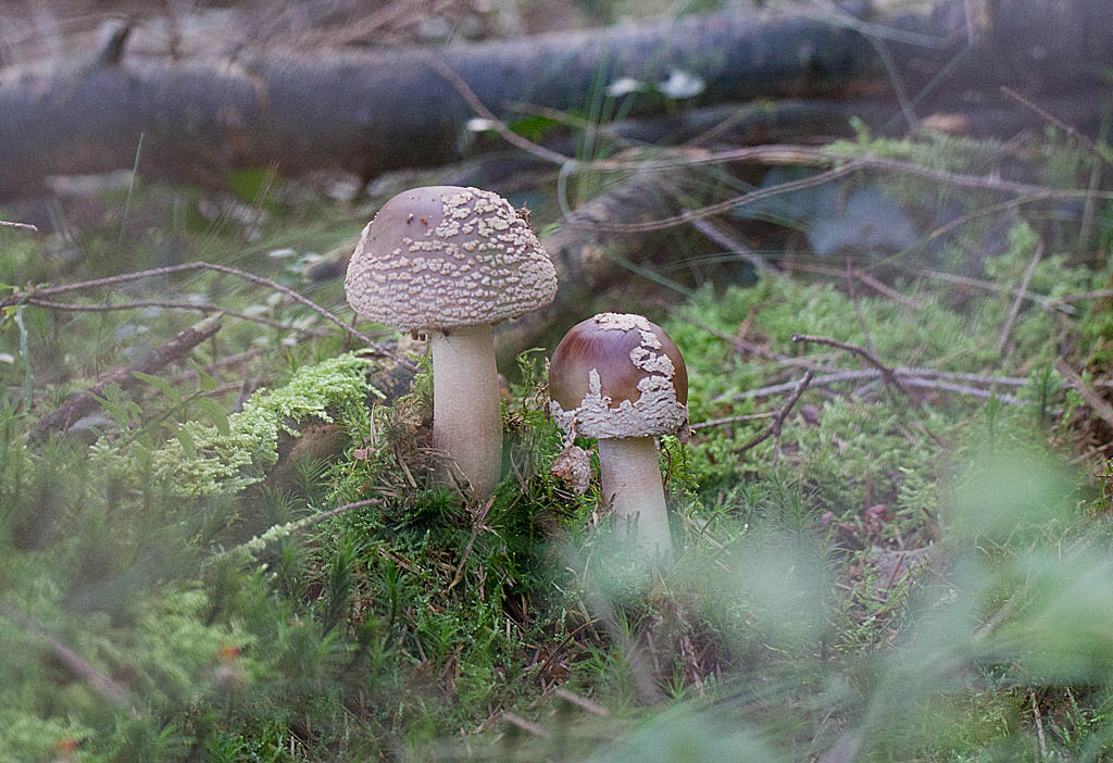 Amanita rubescens - amanite vineuse -.jpg