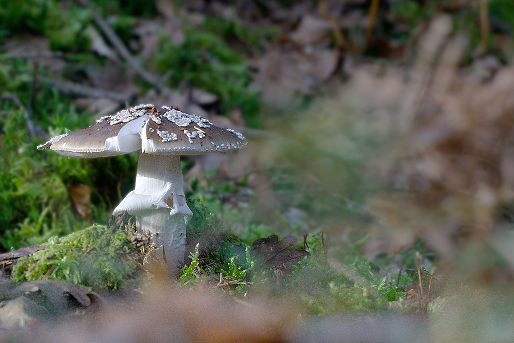Amanita spissa - amanite épaisse.jpg