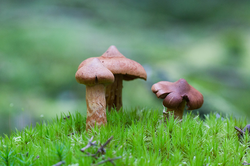 Cotinarius phoeniceus - cortinaire de Phénicie.jpg