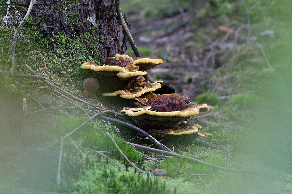 Phaeolus schweinitzii - Polypore des teinturiers..jpg