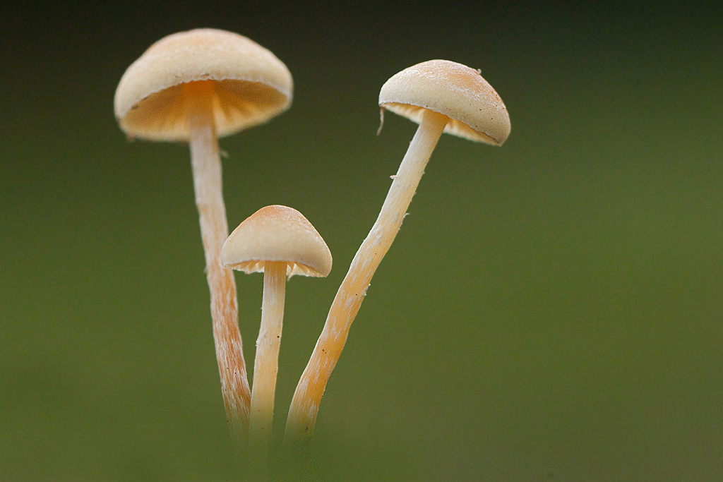 Hypholoma elongatum.jpg