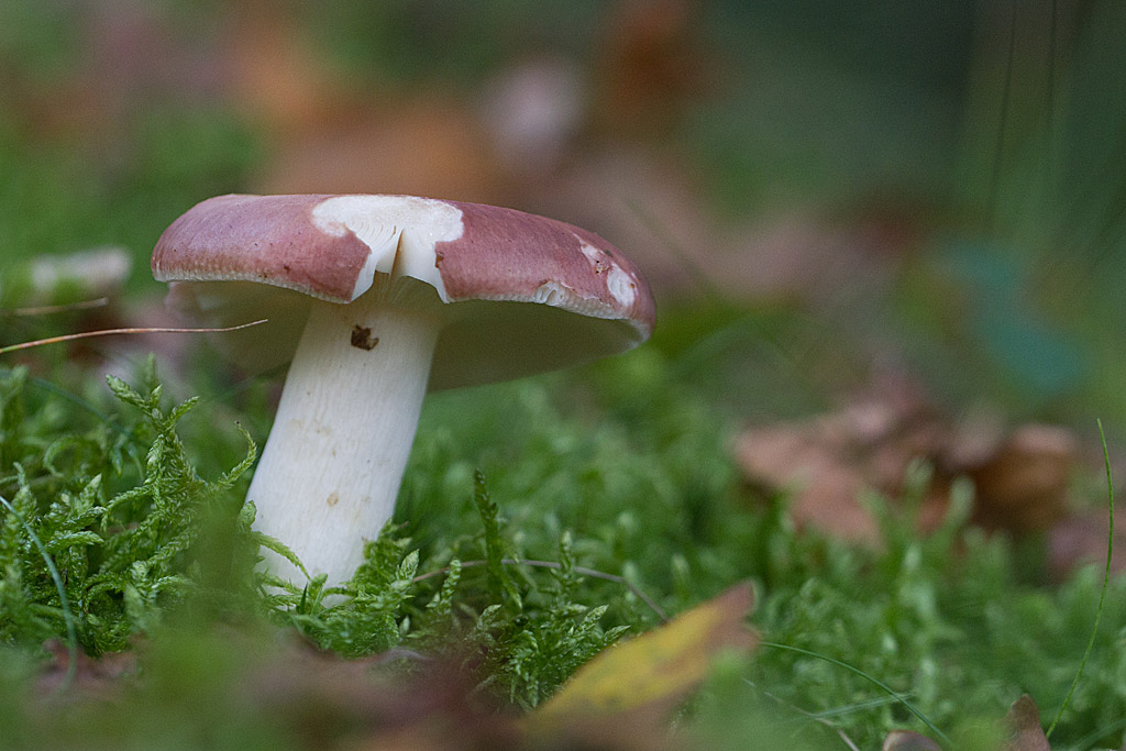 Russula vesca - russule comestible  2.jpg