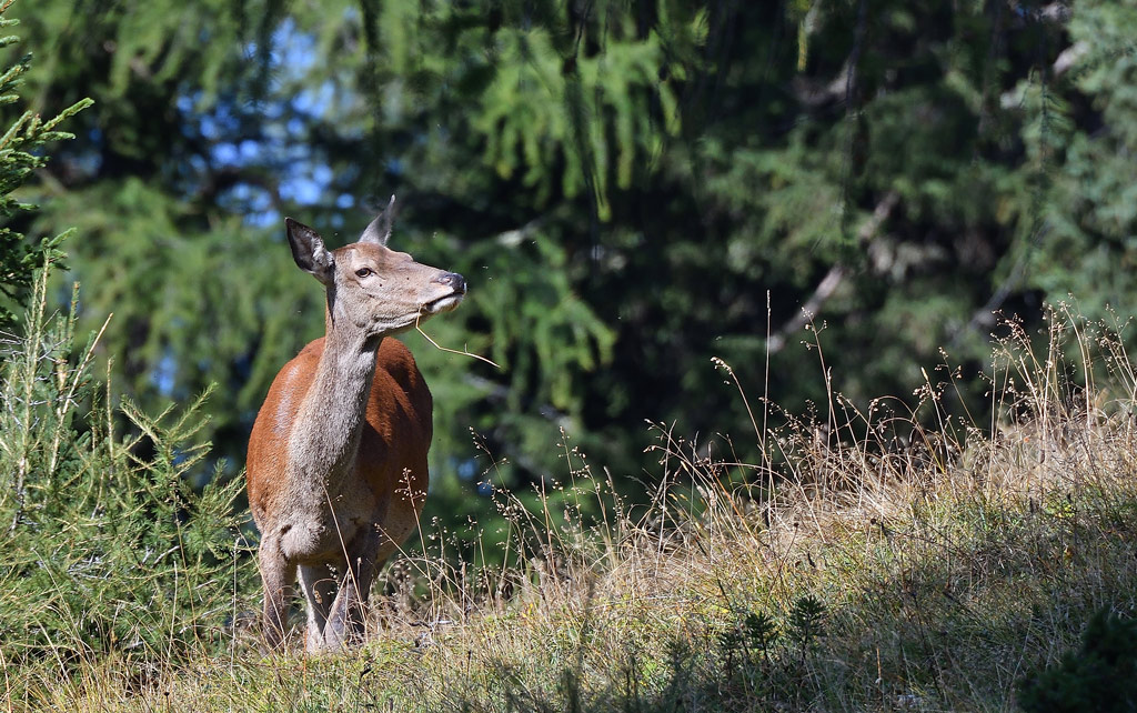 DSC_9171.jpg
