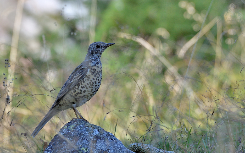 DSC_9173.jpg