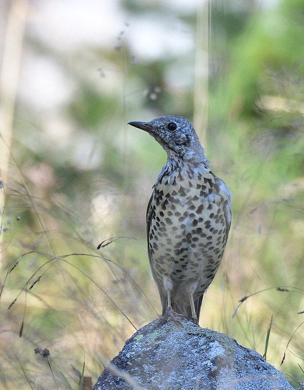 DSC_9175.jpg