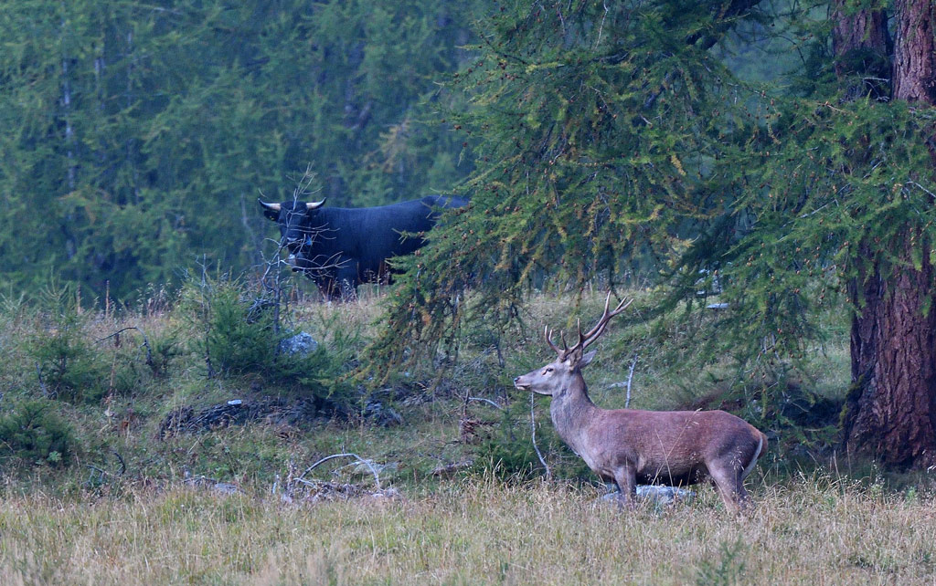 DSC_9226.jpg