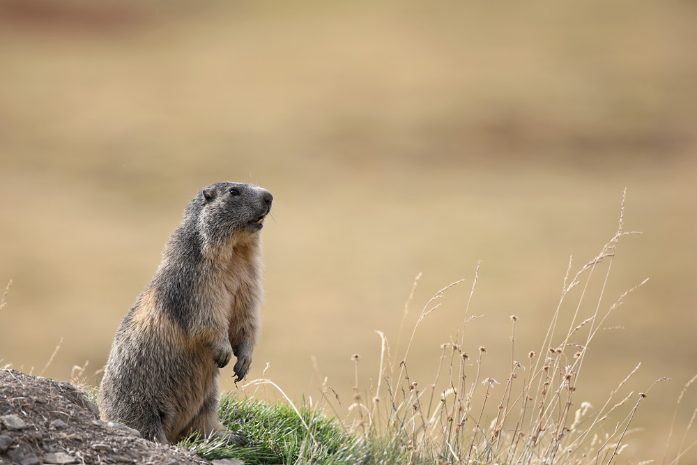 marmotte0890-web.jpg