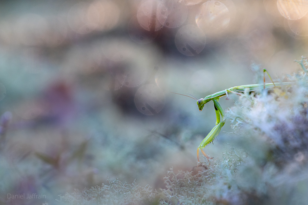 Image et Nature-1-48.jpg