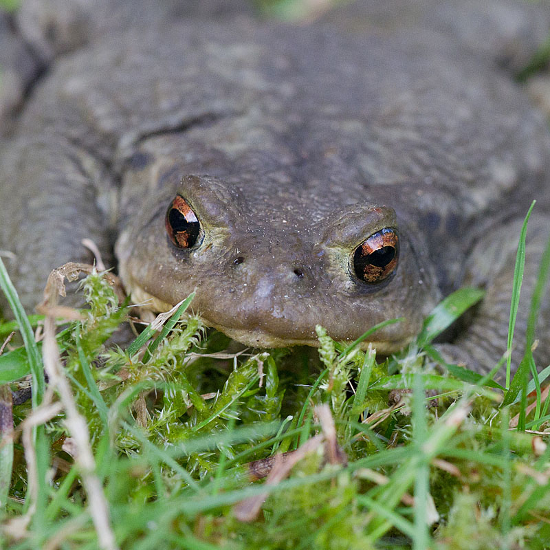 crapaud épinueux.jpg