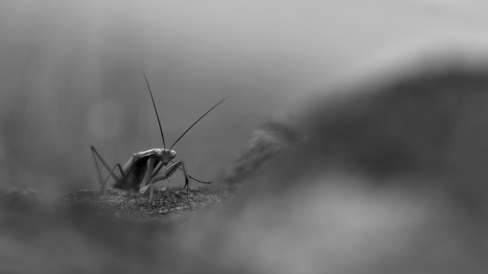 _MBA7613-1.jpg