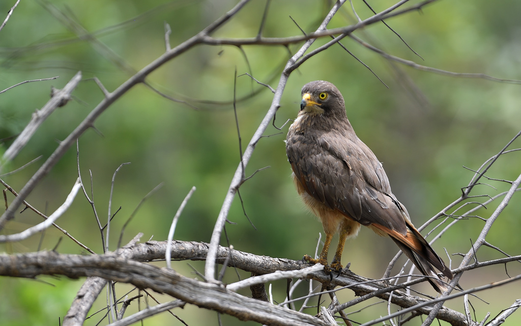 DS5_9530.jpg