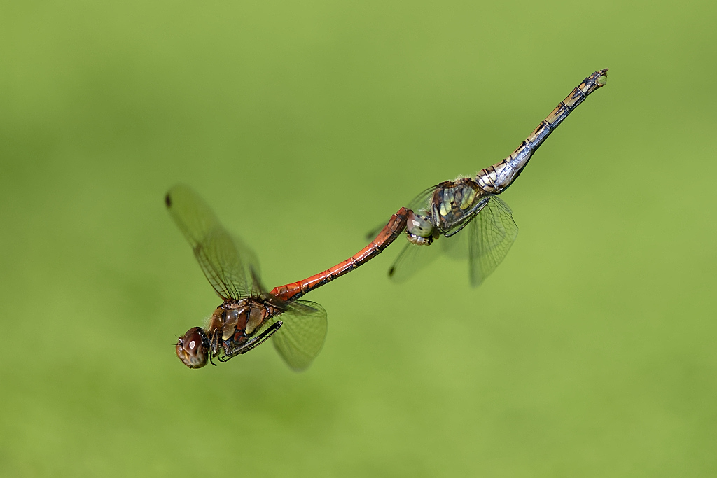 DSC_9711_DxO.jpg